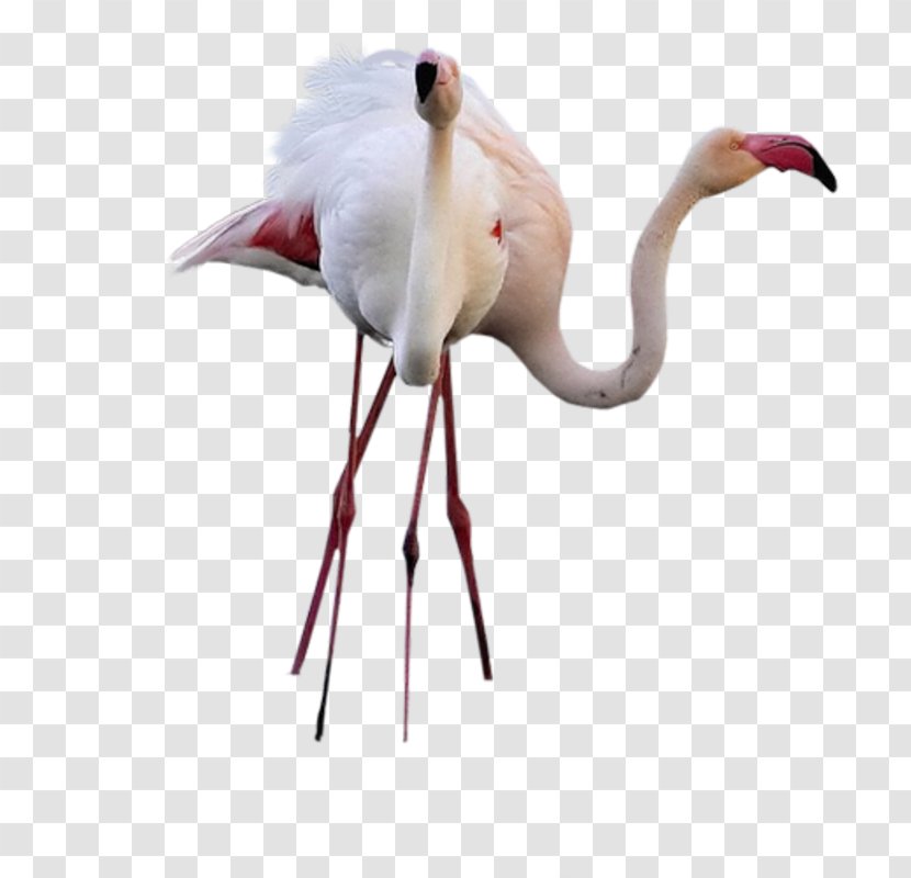 Bird Crane Common Ostrich High-definition Television Wallpaper - Highdefinition - White Flamingo Transparent PNG
