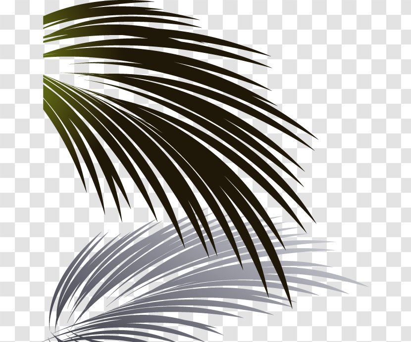 Leaf Coconut Euclidean Vector - Tree - Leaves Left Transparent PNG