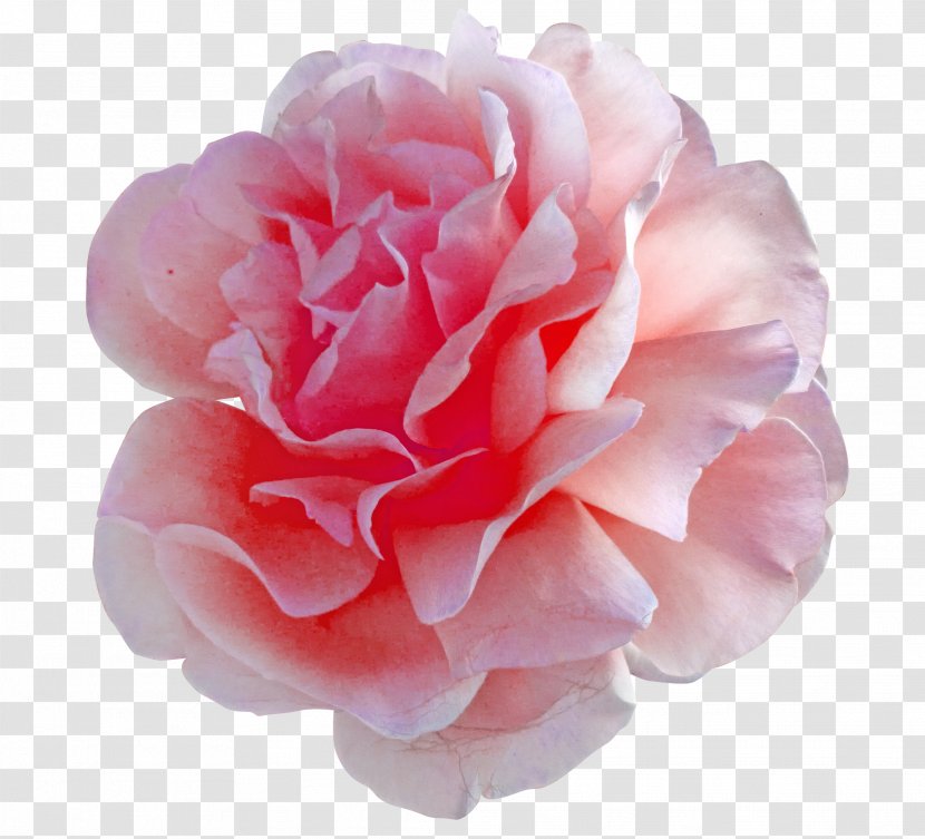 Cut Flowers Pink Centifolia Roses - China Rose - Peony Transparent PNG