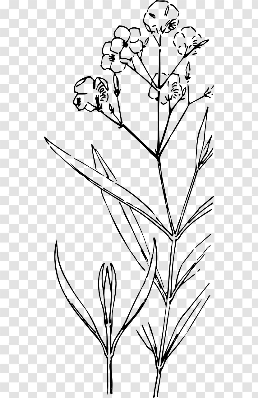 Plant Stem Drawing Flower Painting - Bud Transparent PNG