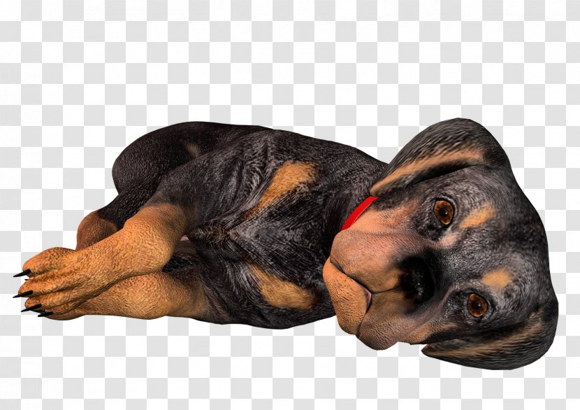 Black And Tan Coonhound Polish Hunting Dog Bloodhound Rottweiler Puppy - Snout - 3d Transparent PNG