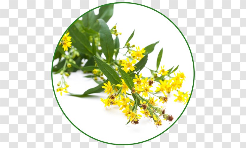 Solidago Virgaurea Herb Cornflower Dill Tarragon - Medicinal Plants - Taraxacum Transparent PNG