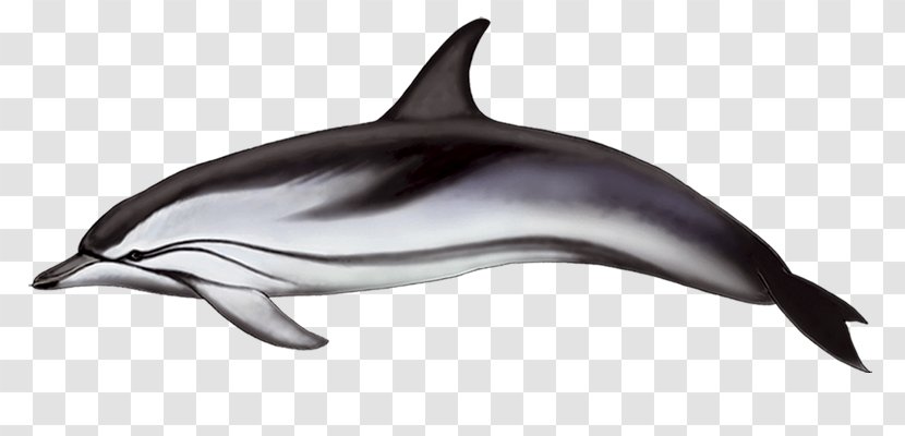 Spinner Dolphin Common Bottlenose Striped Short-beaked Rough-toothed - Irrawaddy - Fish Fin Transparent PNG