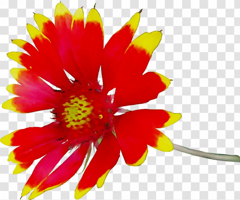 Chrysanthemum Yellow Cut Flowers Annual Plant - Barberton Daisy - Artificial Flower Transparent PNG