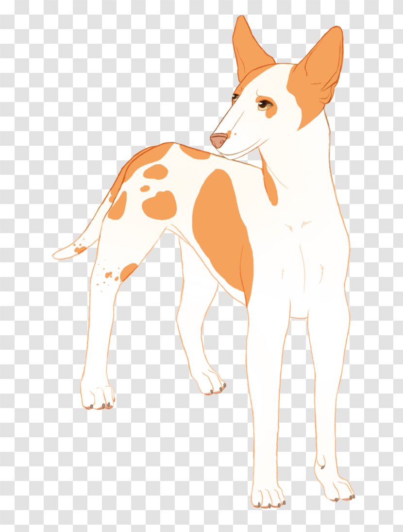 Ibizan Hound Whiskers Portuguese Podengo Dog Breed Cat - Leash Transparent PNG