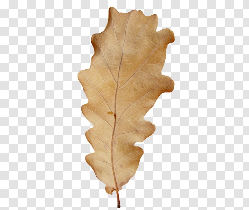 Diary LiveInternet Autumn Clip Art - Leaf Transparent PNG