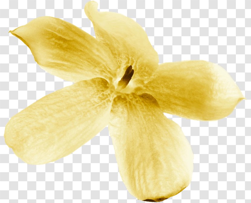 Close-up - Yellow - Fragrant Flowers Transparent PNG