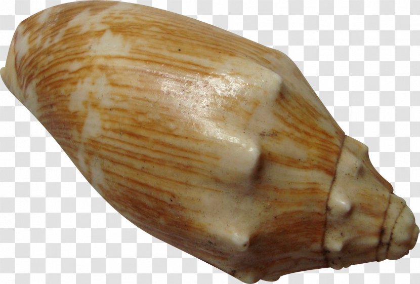 Seashell Sea Snail Gratis - Brown - Conch Transparent PNG