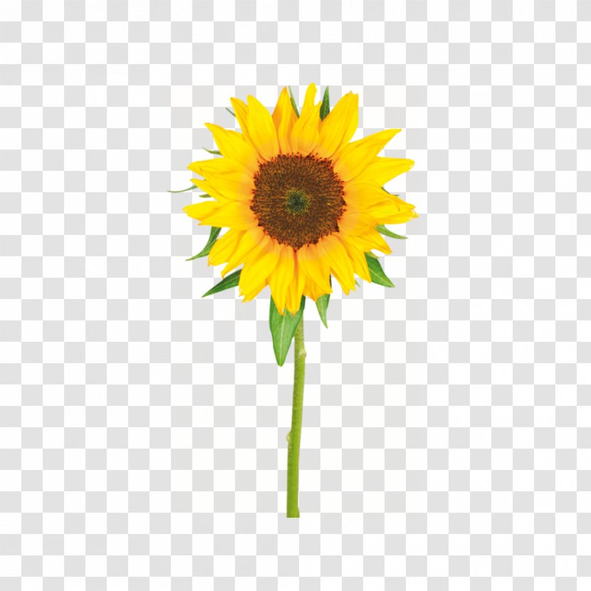 Common Sunflower Yellow Painting - Flower Transparent PNG