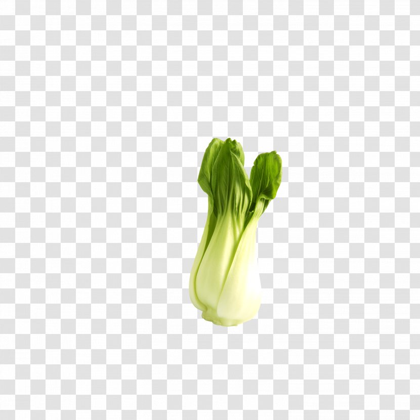 Australian Terrier Norwich Icon - Leaf Vegetable - Cabbage Transparent PNG