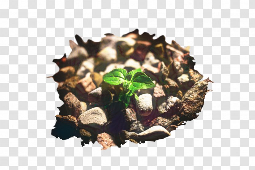 World Food Day - Superfood - Soil Dish Transparent PNG