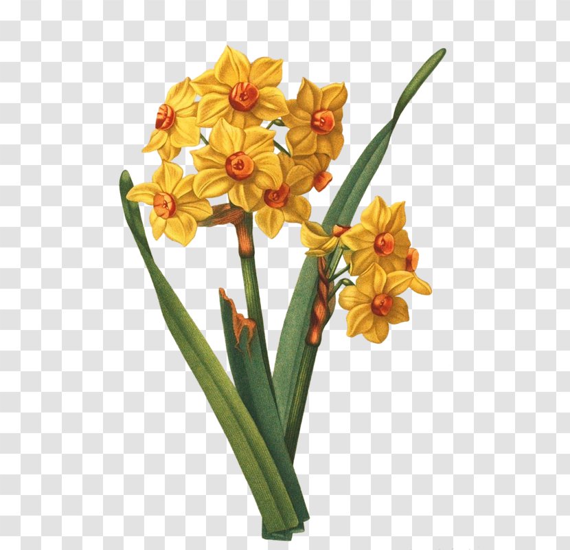 Daffodil Tile Flower Gottorfer Codex Design Transparent PNG