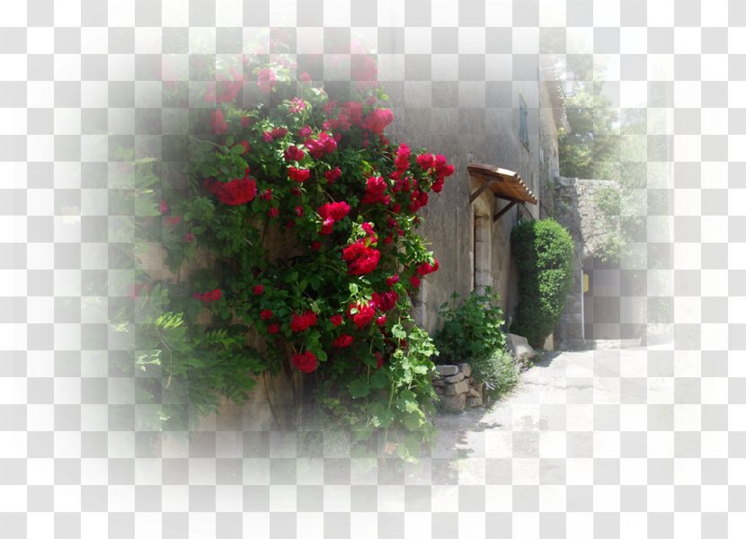 Middle Ages Garden Roses Chateau De Bargeme City History - Plant - Monument Transparent PNG
