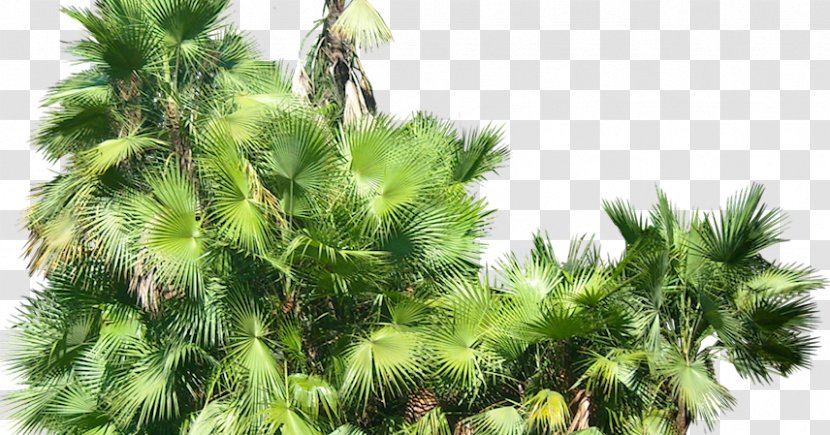 Arecaceae Everglades Palms Subtropics - Branch - Saw Palmetto Transparent PNG