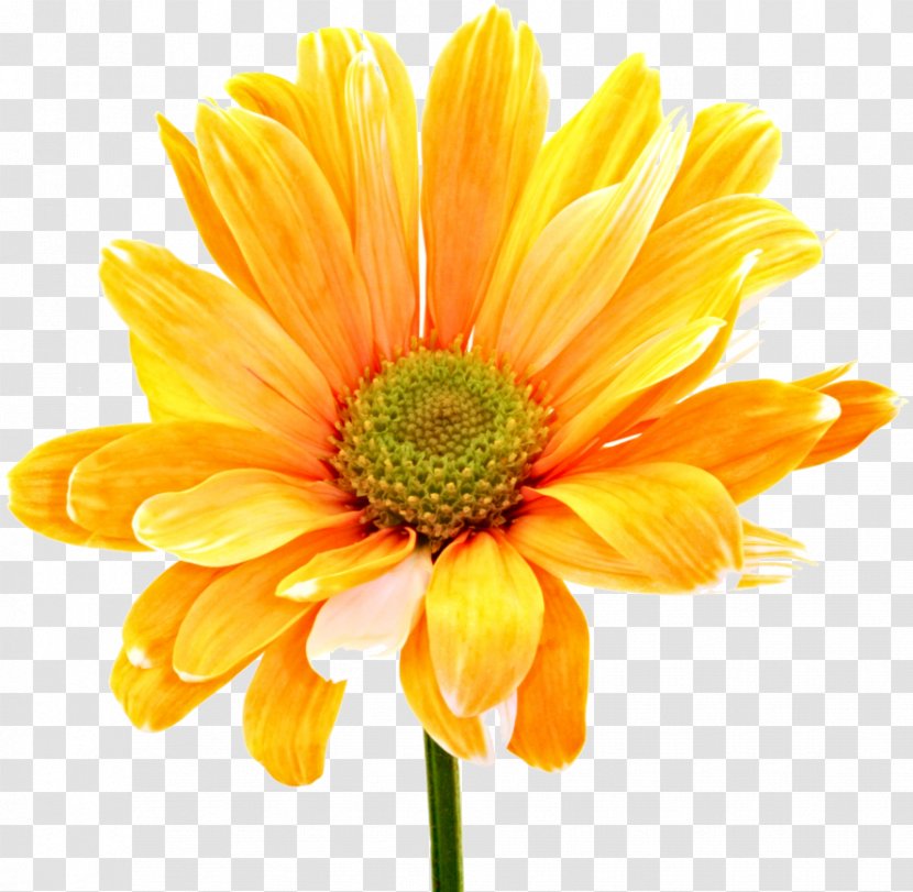 Floral Design Cut Flowers Orange Stock Photography - Yellow - Flower Transparent PNG