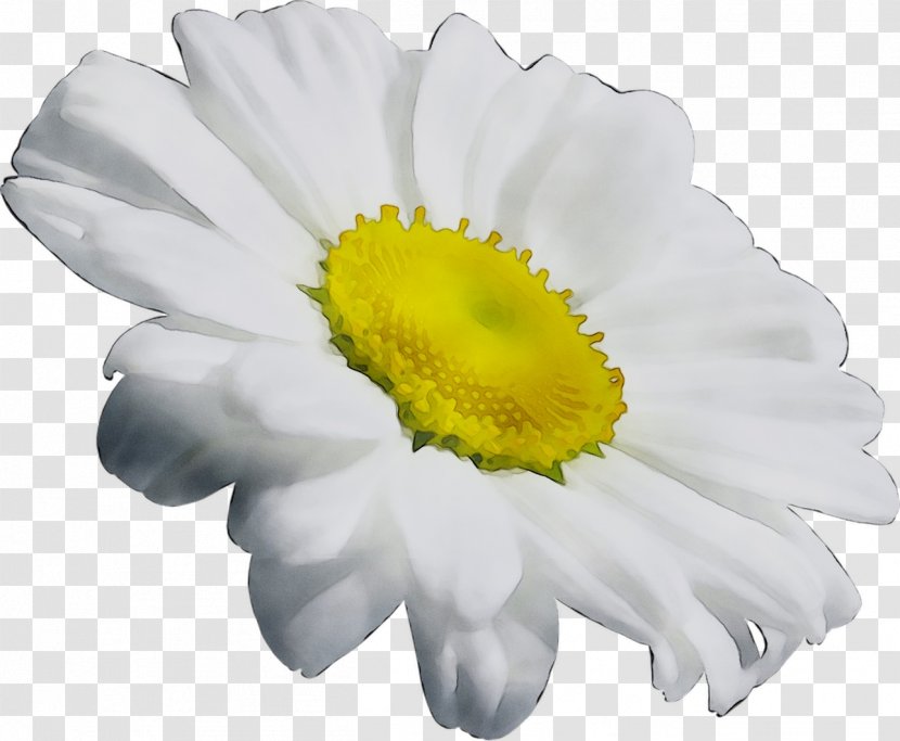 Chrysanthemum Oxeye Daisy Transvaal Family Annual Plant - Flower Transparent PNG