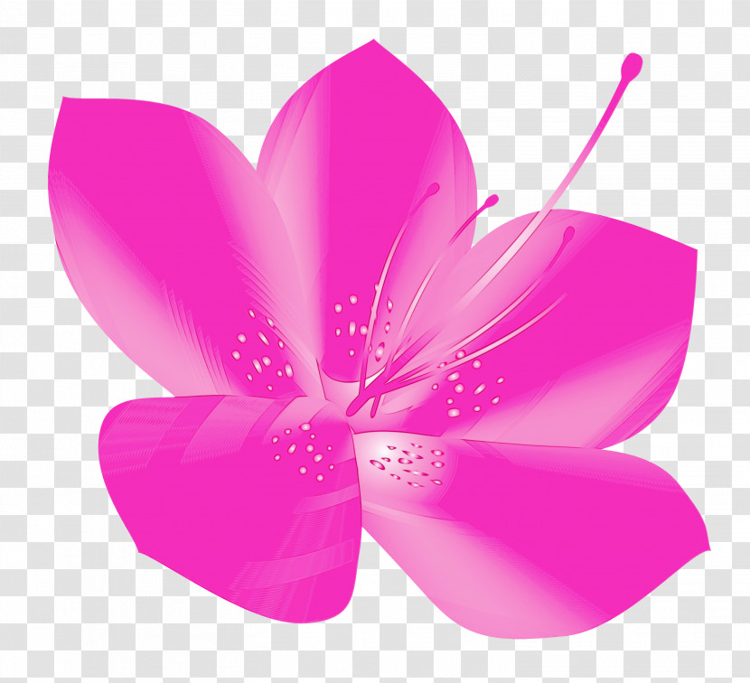 Pink Petal Flower Violet Plant Transparent PNG