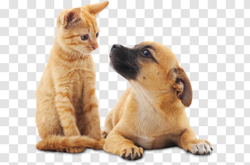 Cat Dog Pet Animal Control And Welfare Service Neutering - Companion - Puppy Sitting Transparent PNG