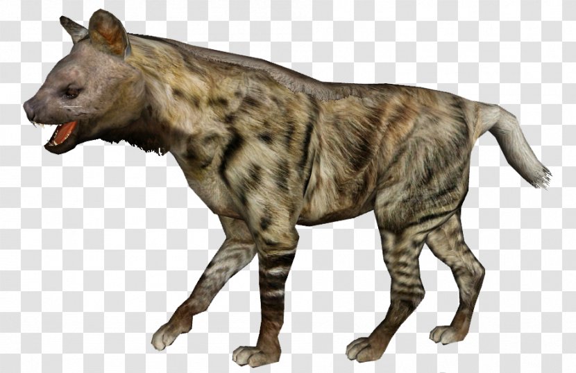 Pachycrocuta Hyaeninae Hyena Tiger - Panthera Transparent PNG
