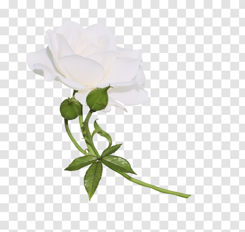Garden Roses Clip Art Image GIF - White Rose Of York - Dry Flowers Transparent PNG