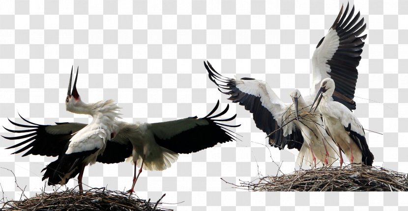 Bird White Stork Animal - Eagle - Birds Animals Transparent PNG