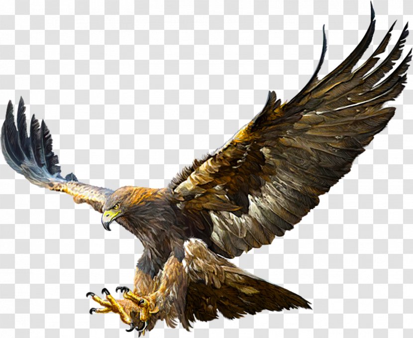 Bald Eagle Golden Flight Drawing - Harpy Transparent PNG