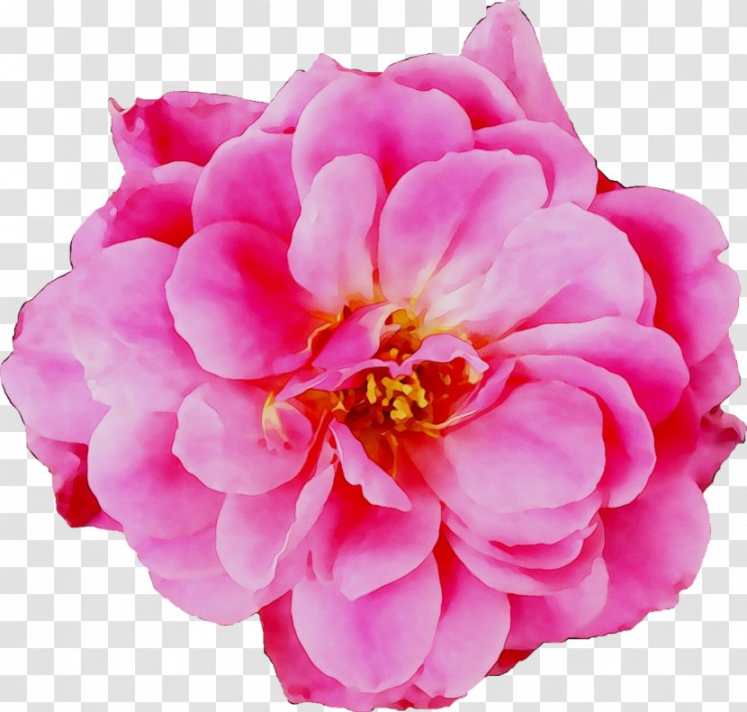 Garden Roses Cabbage Rose Floribunda Peony Herbaceous Plant - Peach - Camellia Transparent PNG