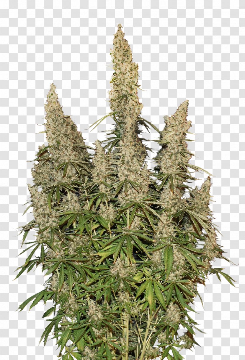 Autoflowering Cannabis White Widow Sativa Ruderalis Skunk - Seed Bank Transparent PNG
