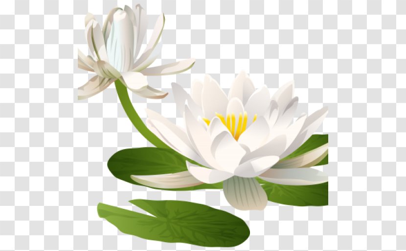 Water Lilies Nelumbo Nucifera Lilium Flower Clip Art - Sacred Lotus Transparent PNG