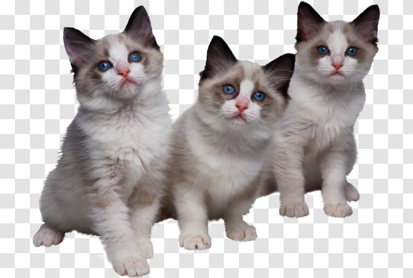Cat Veterinarian Clip Art GIF - Ragdoll Transparent PNG