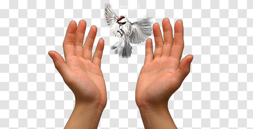 Praying Hands Prayer Love - Nail Transparent PNG