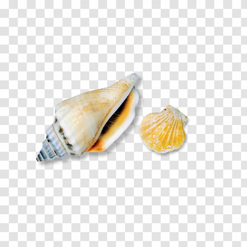 Seashell Conch Clip Art - Search Engine - Pictures Transparent PNG