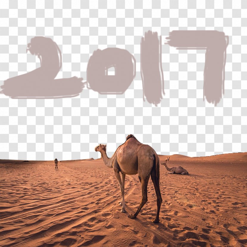 Dromedary Sahara Gobi Desert Erg - Mane - Camel Avoid Drawing Material Transparent PNG