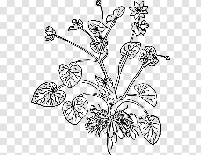 Ficaria Verna Flower - Plant Stem Transparent PNG