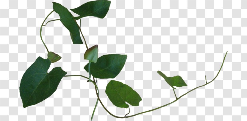 Liana Plant Ivy Leaf - Vegetation Transparent PNG
