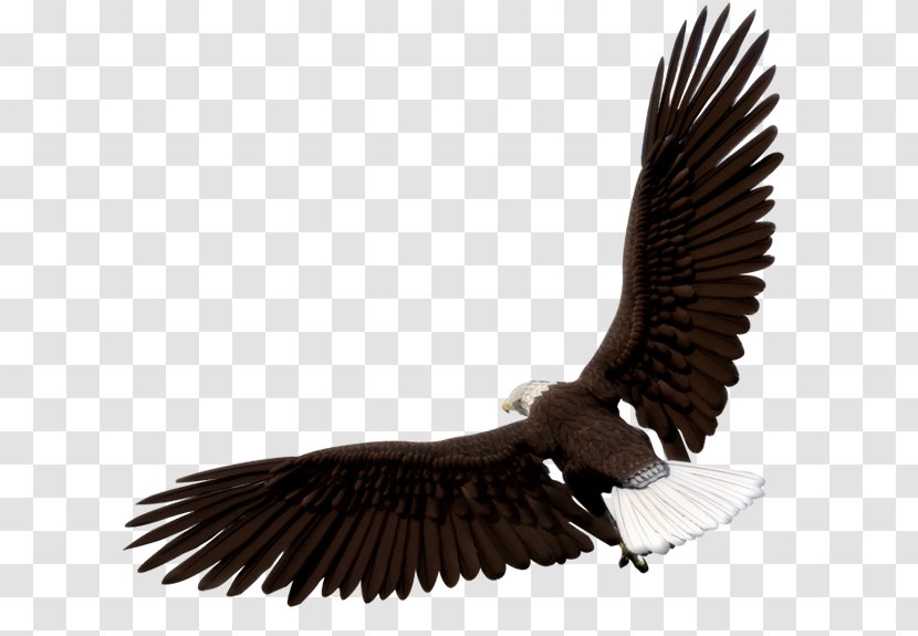 Bald Eagle Image Graphics Bird - Fauna Transparent PNG