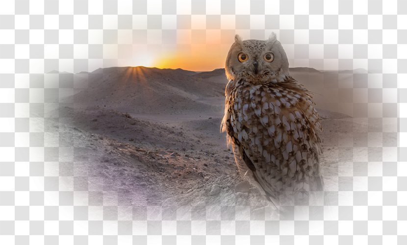 Tawny Owl Bird Desert Whiskers - Page Boy Transparent PNG