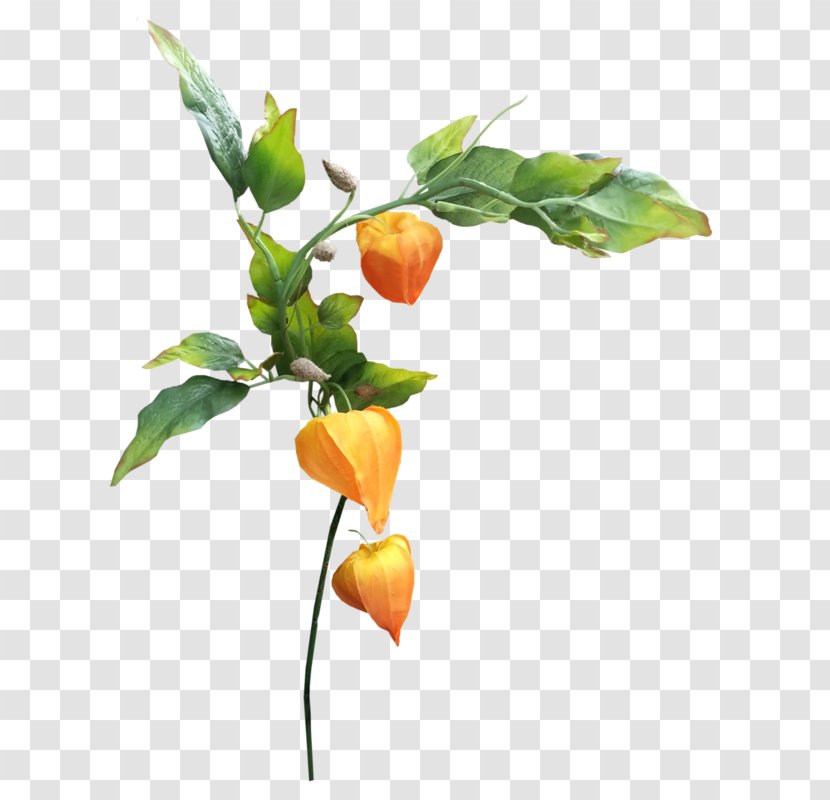 Chinese Lantern Autumn Flower Clip Art - Branch - Simple Leaves Transparent PNG