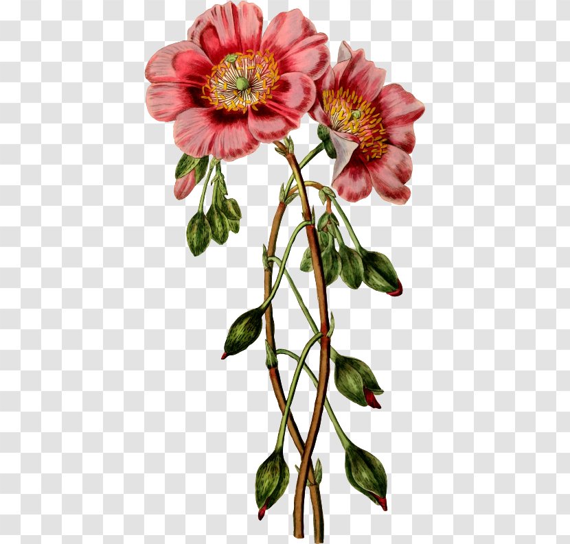 Paper Floral Design Flower Clip Art Stock.xchng - Sticker - Vintage Petal Transparent PNG