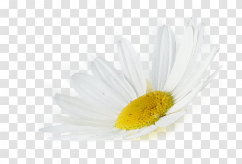 Common Daisy Oxeye Desktop Wallpaper Petal Close-up - Closeup - Computer Transparent PNG
