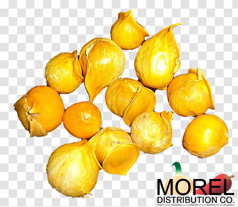 Garlic Medicinal Plants Japanese Allicin Vegetable - Ajo Pictures Transparent PNG