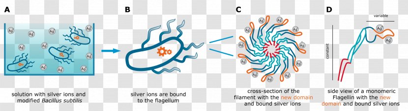 Flagellin Graphic Design Hay Bacillus Flagellum - Subtilis Transparent PNG
