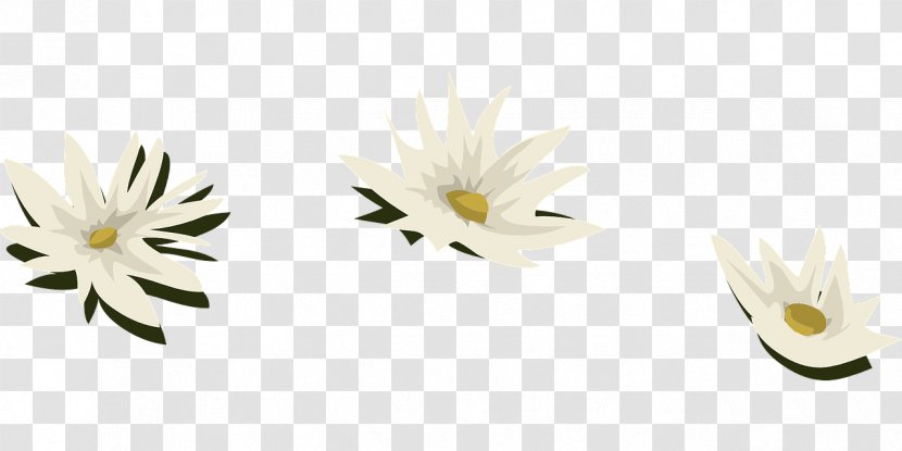 Image Madonna Lily Desktop Wallpaper White Water-Lily - Daisy Family - Lili Air Transparent PNG