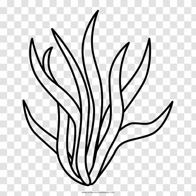 Flower Line Art - Cartoon - Symbol Herbaceous Plant Transparent PNG