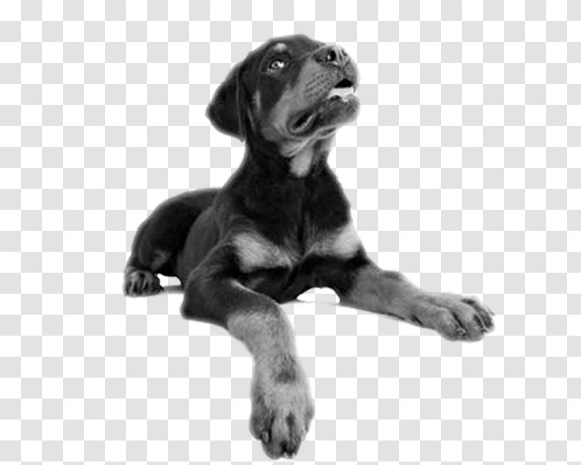 Puppy Rottweiler Cane Corso Bernese Mountain Dog Stock Photography - Creative Pet Transparent PNG