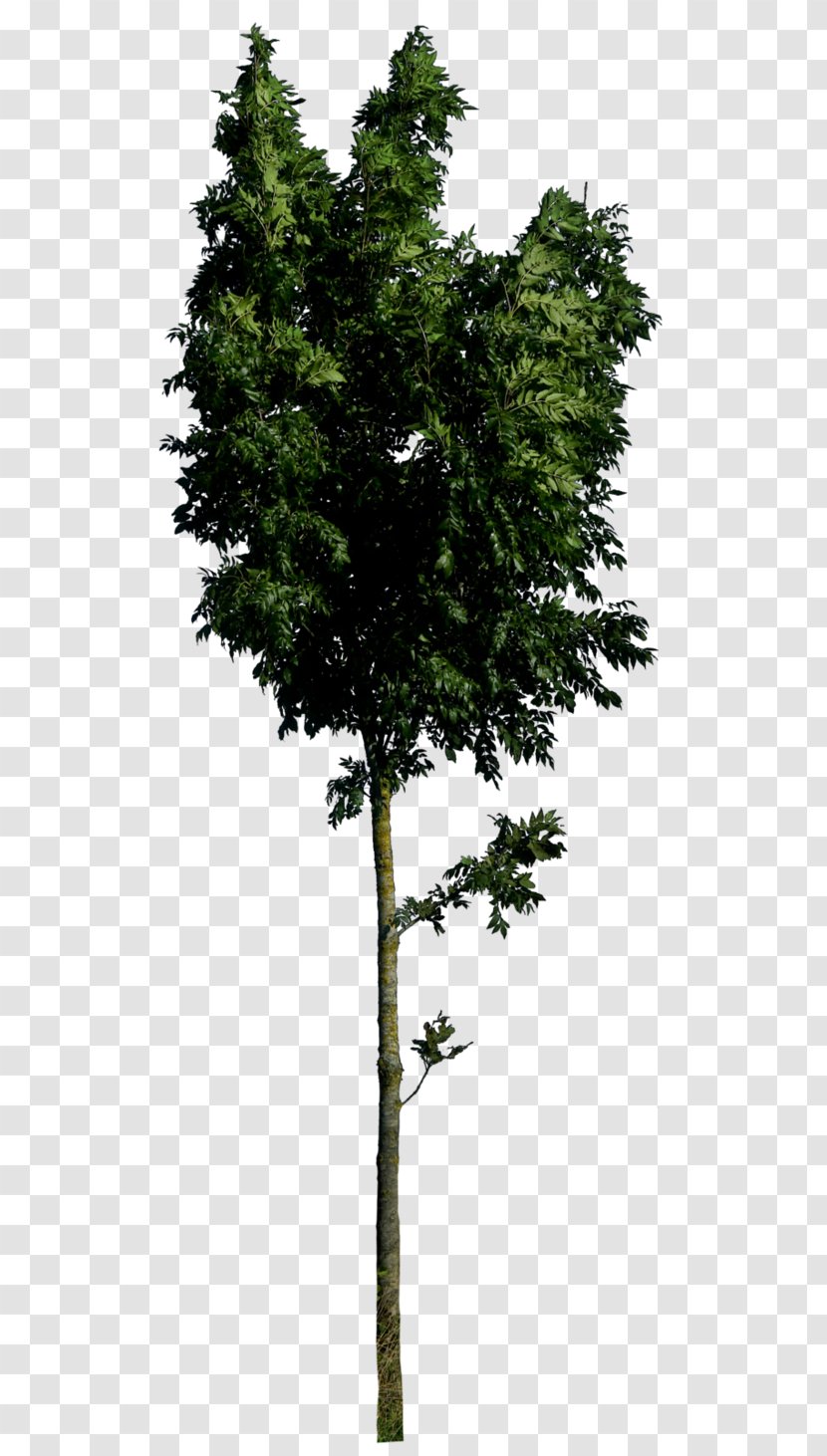 Larch Tree Stone Pine - Conifer Transparent PNG