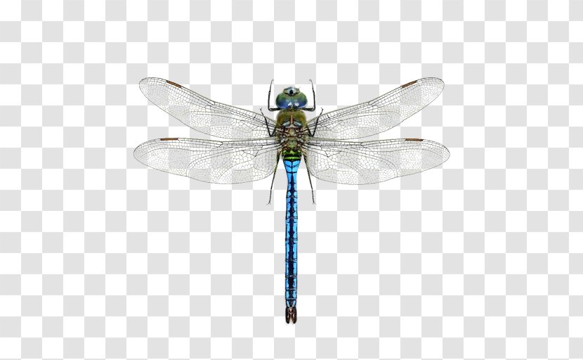Dragonfly A Dazzle Of Dragonflies Pterygota Halloween Pennant - Damselflies Transparent PNG