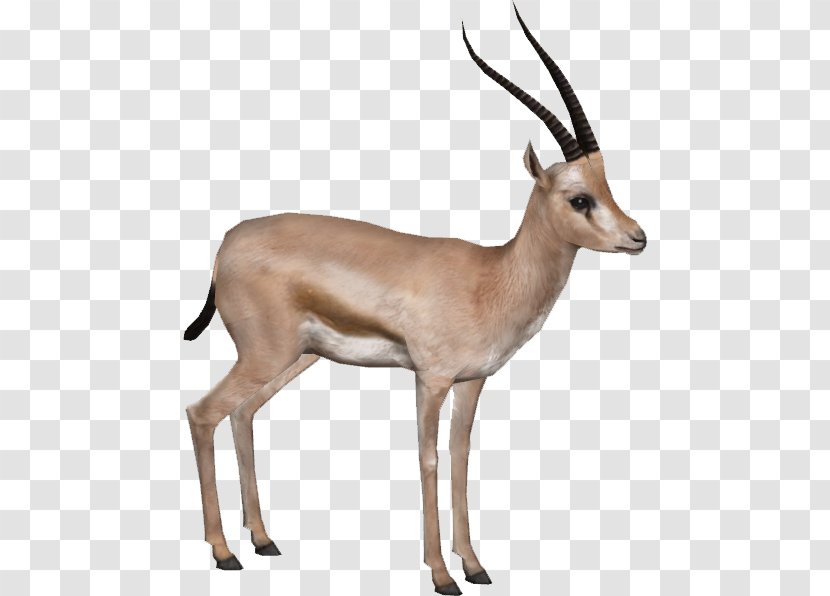 Rhim Gazelle Antelope Impala - Cow Goat Family - HD Transparent PNG