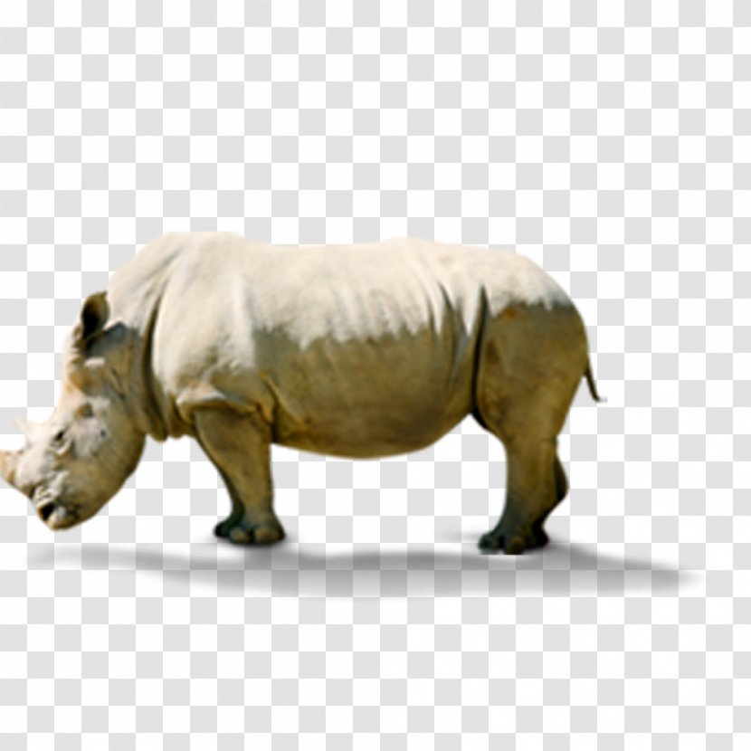 Rhinoceros Hippopotamus - Fauna - Hippo Transparent PNG