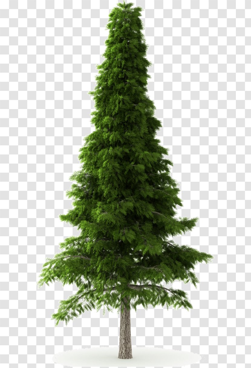 Deodar Cedar Himalayas Norway Spruce Tree Pine - Christmas Decoration Transparent PNG